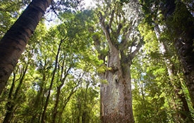 Waipoua Kauri Forest